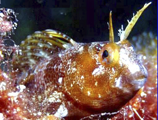 Parablennius tentacularis_3214